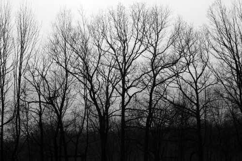 baretrees.jpg