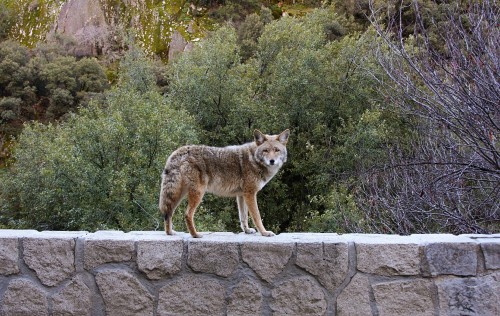 Coyote-Small-copy.jpg