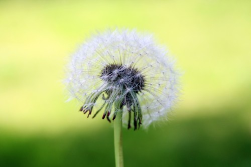 dandelion.jpg