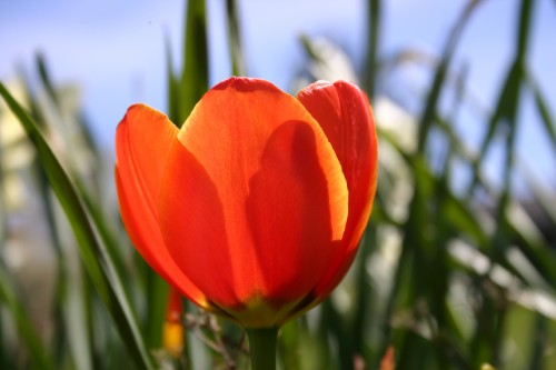 flowerclose_001.jpg