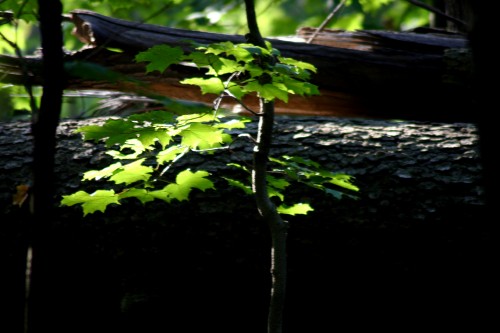 forest-lights.jpg