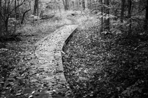 forest-path-bw.jpg