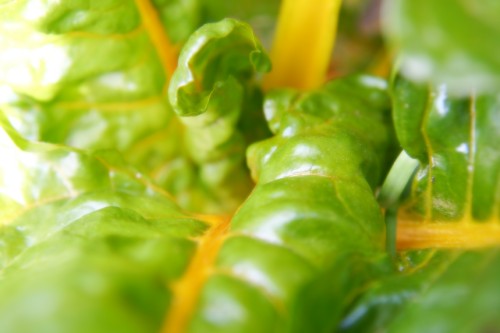 freshlettuce.jpg