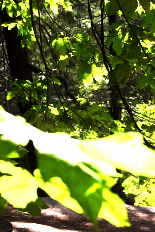 greenleaves.jpg