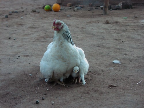 hen-chicks.jpg