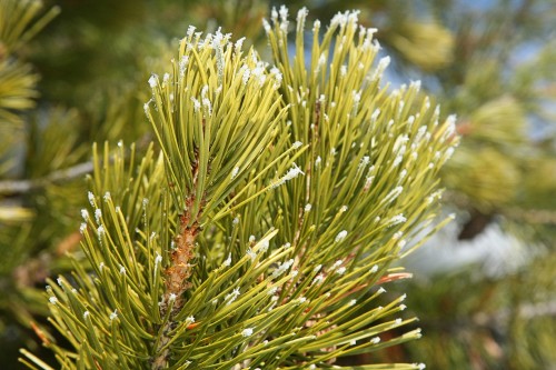 IMG_2100-copy.jpg