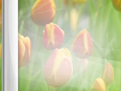 Powerpoint-tulip_s.jpg