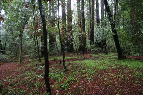 Redwoods-with-Moss.jpg