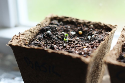 Seedlings-005-copy.jpg