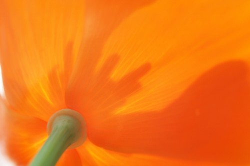 poppy-light-back.jpg