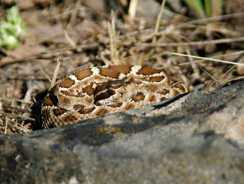 rattlesnake.jpg