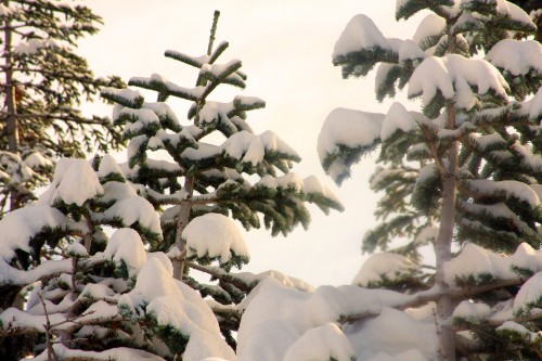 snowytrees.jpg