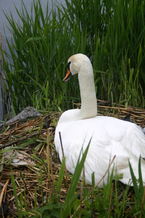 swansitting.jpg