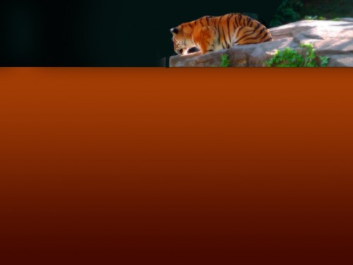 tiger-template.jpg