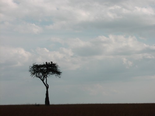 tree-with-vultures.jpg