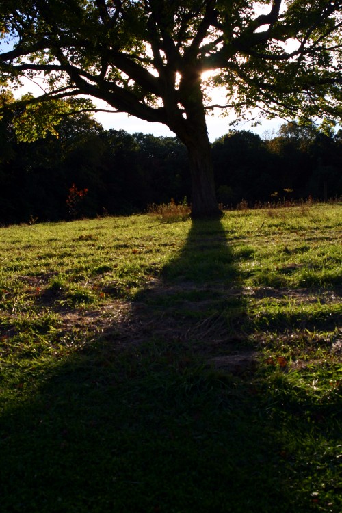 treewithshadow.jpg