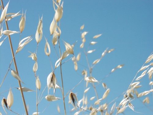 wheat-against-blue-sky.jpg